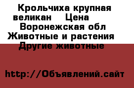 Крольчиха крупная великан  › Цена ­ 800 - Воронежская обл. Животные и растения » Другие животные   